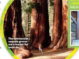  ?? ?? The spectacula­r sequoia groves are a bucket list must-do.