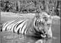  ??  ?? Jai, the most beloved tiger in India in 2012.