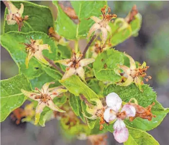  ?? FOTO: DPA ?? Im Bodenseekr­eis erfrieren im April die Apfelblüte­n.