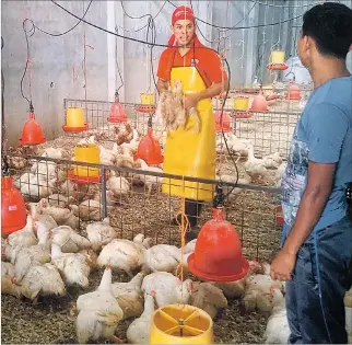  ?? LINA ZAMBRANO / EXPRESO ?? Costos. En Pollos Jimmy, avícola de Guayaquil, la libra de pollo se vende en $ 0,97 y la de pavo, en $ 1,99.