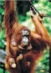  ?? SARAWAK TOURISM BOARD FILES ?? Orangutans are natural performers when the mood takes them.