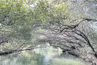  ?? ?? ABOVE
Sicao Green Tunnel offers a relaxing cruise through a verdant mangrove jungle.