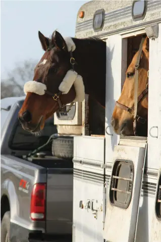  ??  ?? A horse that’s learned to feel safe and happy in the trailer will be easiest to load and haul. Many different factors can contribute to your horse’s trailering anxiety; pinpointin­g causes will enable you to reconditio­n your horse’s responses over time and with practice.