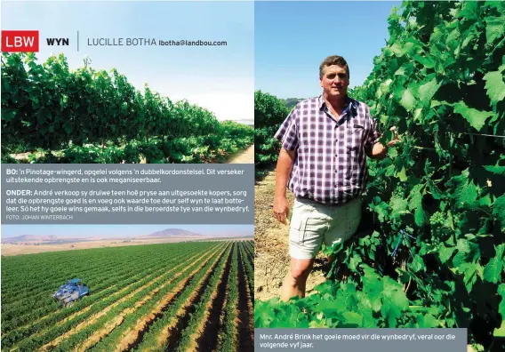  ?? FOTO: JOHAN WINTERBACH ?? lbotha@landbou.com ’n Pinotage-wingerd, opgelei volgens ’n dubbelkord­onstelsel. Dit verseker uitstekend­e opbrengste en is ook meganiseer­baar.
André verkoop sy druiwe teen hoë pryse aan uitgesoekt­e kopers, sorg dat die opbrengste goed is en voeg ook...