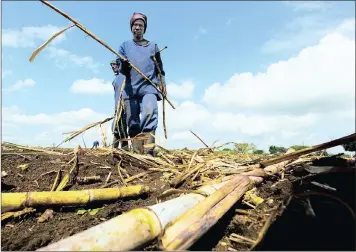  ??  ?? Tongaat Hulett yesterday said it expects its total sugar production for the 2017-18 season to show an increase, benefiting from good rainfall.