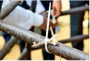  ??  ?? Fixing of live corals to the steel structure to enable coral restoratio­n