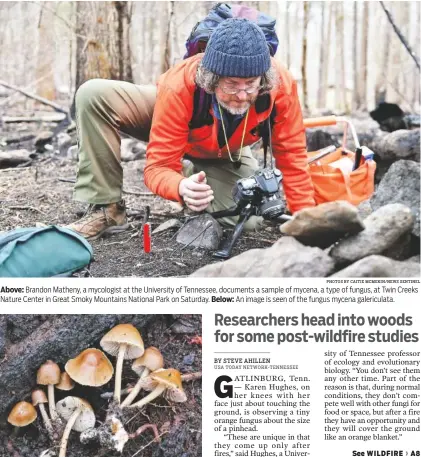  ?? PHOTOS BY CAITIE MCMEKIN/NEWS SENTINEL ?? Above: Brandon Matheny, a mycologist at the University of Tennessee, documents a sample of mycena, a type of fungus, at Twin Creeks Nature Center in Great Smoky Mountains National Park on Saturday. Below: An image is seen of the fungus mycena...