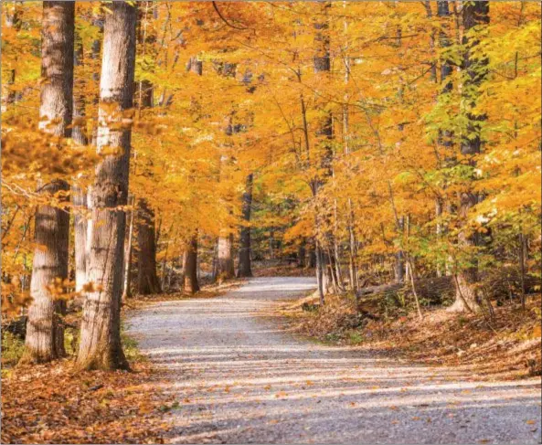  ?? LAKE METROPARKS ?? Everything is golden on a fall walk through Chapin Forest Reservatio­n in Kirtland.