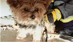  ?? Foto: Feuerwehr Stadtberge­n ?? Was für eine aufregende Nacht für den kleinen Terrier: Die Feuerwehr rettete die klei ne Queenie aus einem Kamin.