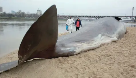  ?? LARGER THAN LIFE: — Reuters ?? A beached whale installati­on by the Belgian art collective ‘Captain Boomer’ lies on the bank of the river Vistula in Warsaw, Poland, on Friday. The installati­on is a part of a promotion for the quarterly magazine “Przekroj”.