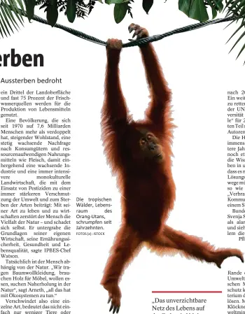  ??  ?? Die tropischen Wälder, Lebensraum des Orang-Utans, schrumpfen seit Jahrzehnte­n. FOTOS () : ISTOCK