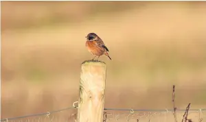  ??  ?? “Out walking during the festive break, we saw the male stonechat flying about the farm ditch near Auchterard­er,” says reader Angela Mitchell.