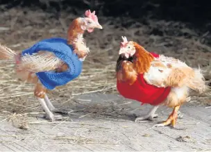  ?? ANDY LAMBERT ?? ●●Chickens at Reddish Vale Farm in their new knitted jackets