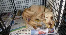  ?? PHOTO: RSPCA ?? EMACIATED: Bull Arab cross Nitro pictured shortly after being taken into the care of the RSPCA.