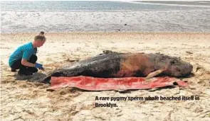  ?? ?? A rare pygmy sperm whale beached itself in Brooklyn.