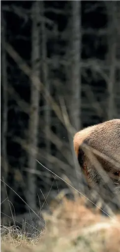  ?? GETTY IMAGES ?? Unmanaged wildlife in native forests is limiting the regrowth of trees in the undercanop­y – something that’s necessary for the continued storage of huge amount of carbon in large, mature trees.