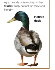  ??  ?? Mallard duck