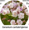  ??  ?? Geranium cantabrigi­ense