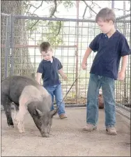  ?? LYNN KUTTER ENTERPRISE-LEADER ?? Kipton Moore, 6, shows pigs and rabbits at the Washington County Fair and his younger brother, Hudson is eagerly waiting to be old enough to be in the show ring. Here, they are showing off one of their pigs, a Hampshire, on the family farm.