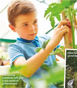  ??  ?? Harvesting tomatoes will give a real sense of achievemen­t