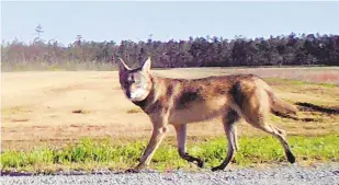  ?? PHOTO COURTESY WILDLANDS NETWORK ?? A red wolf trots along an unpaved road in the Alligator River National Wildlife Refuge. The species only has 10 wild memebers in North Carolina.