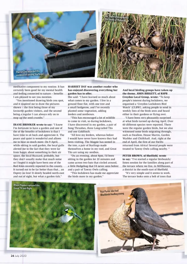  ??  ?? Harriet Day recorded this evidence of nesting Starlings!
Rhion Hawkes captured this Great Tit mid-flight
Ian Tooley photograph­ed this family of Mallards
Rob Porter also had Blackbirds feeding young