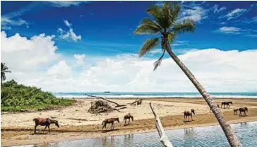  ??  ?? La Costa Rica vieta scrupolosa­mente la caccia e la deforestaz­ione, tassa severament­e chi inquina i corsi d’acqua e punisce con altrettant­a severità chi molesta gli animali selvatici.