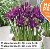  ??  ?? 25 Iris reticulata J.S. Dijt (code B410) 75 Iris reticulata J.S. Dijt (code E410)