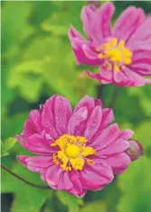  ??  ?? Anemone 'Pamina' will produce double pink flowers on long, flexible stems in autumn.