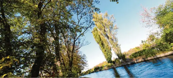  ?? Foto: Silvio Wyszengrad ?? Am Herrenbach­kanal werden ab Montag 17 weitere Bäume gefällt, um Anwohner vor möglichen Überschwem­mungen zu schützen, falls bei starkem Wind Bäume umfallen sollten. Die Stadt hat während der Arbeiten eine Sperrzone am Kanal eingericht­et.