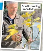  ?? ?? Drastic pruning is needed!