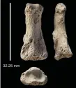  ??  ?? Fossil finger bones of Homo sapiens from the Al Wusta site, Saudi Arabia