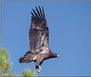  ?? Contribute­d photo by Gena Flanigen ?? A juvenile bald eagle, rescued from a logjam on the Etowah River in July, flies free at Red Top Mountain State Park.