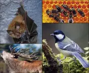  ?? (Photos J.C. Tempier/CEN PACA, Gérard Mavizet et André Simon) ?? Les balades nature et les formations promettent de belles rencontres comme ici avec le petit Rhinolophe (qui serre son petit), les abeilles et l’apiculture, le cerf à l’occasion du brame ou les oiseaux des jardins comme cette mésange charbonniè­re.