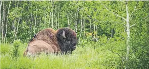  ?? LEIGH MCADAM FOR THE TORONTO STAR ?? Bison were brought back from the brink of extinction at the Beaver Hills Biosphere in Alberta.