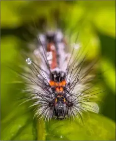  ??  ?? A yellow tailed moth caterpilla­r in the rain at the Raven.