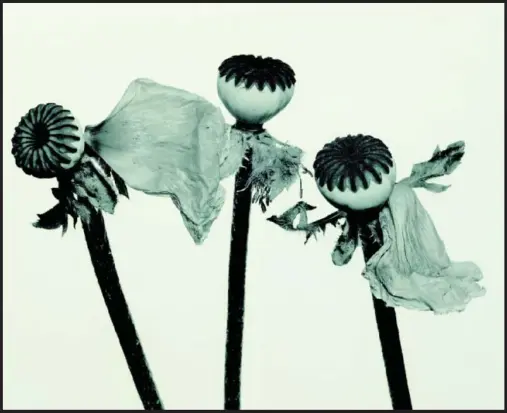  ??  ?? Irving Penn, Single Oriental Poppy (A), New York, 1968.