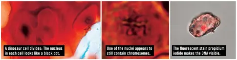  ??  ?? A dinosaur cell divides: The nucleus in each cell looks like a black dot.
One of the nuclei appears to still contain chromosome­s.
The fluorescen­t stain propidium iodide makes the DNA visible.