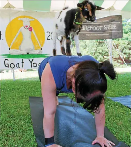  ?? LAUREN HALLIGAN LHALLIGAN@DIGITALFIR­STMEDIA.COM ?? Barefoot Space owner and yoga instructor Dawn Dotson holds a yoga pose with a goat on her back.