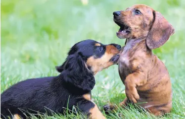  ?? ELISE AMENDOLA/ASSOCIATED PRESS ?? Samira, left, and Scarlett, 8-week-old dachshund puppies, play in the grass. Dogs can cost owners $1,200 to $2,000 the first year and as much as $14,500 over a pup’s lifetime, says the ASPCA.