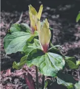  ??  ?? Curious three-petalled Trilliums in flower in spring.