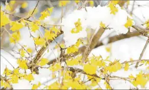  ?? Hearst Connecticu­t Media file photo ?? A forsythia bush survives a surprise spring snowfall in Westport on April 2, 2018.