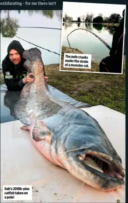  ??  ?? Seb’s 200lb-plus catfish taken on a pole! The pole creaks under the strain of a monster cat.
