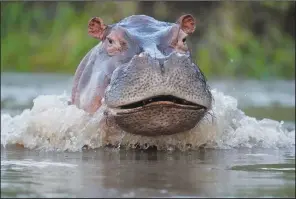  ?? ?? A hippo swims Feb. 16 in the Magdalena River.
