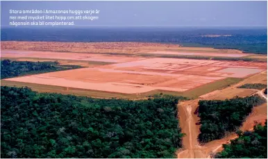  ??  ?? Stora områden i Amazonas huggs varje år ner med mycket litet hopp om att skogen någonsin ska bli omplantera­d.