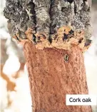  ??  ?? Cork oak