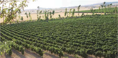  ?? CANTINA ARGIOLAS ?? Insulaire et protégée, la Sardaigne est particuliè­re dans le genre. Ici, Vigneti Sa Tanca Selegas chez Argiolas.