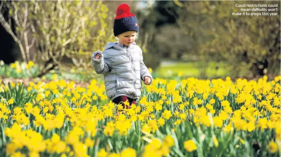  ??  ?? Covid restrictio­ns could mean daffodils won’t make it to shops this year