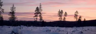  ?? ?? “Snowshoein­g in Finland, New Year 2020” Photo: Ruth Toller