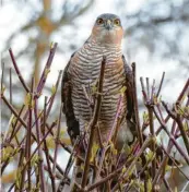  ??  ?? Dieser Sperber beobachtet scharf, was im Garten von Michaela Schlamp in Marxheim (Landkreis Donau‰Ries) vor sich geht.